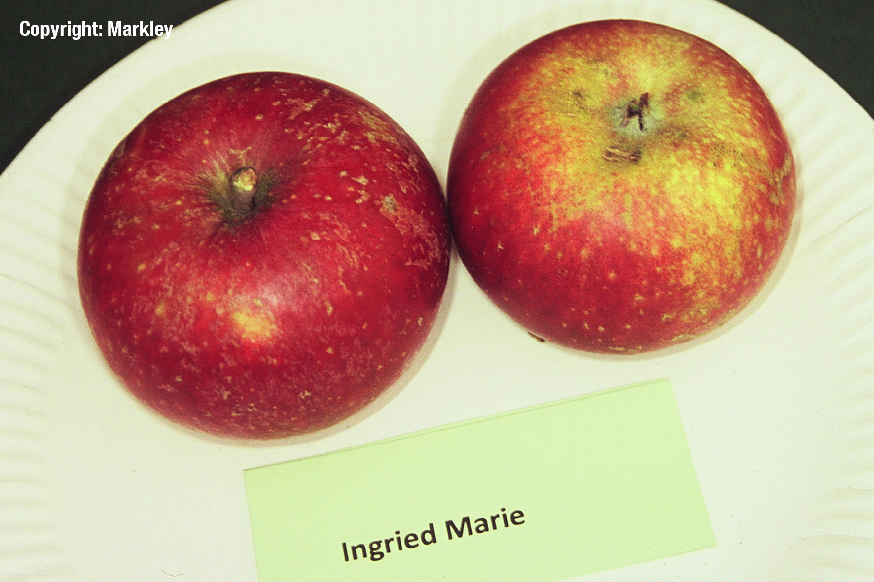 Apfel 'Ingrid Marie'