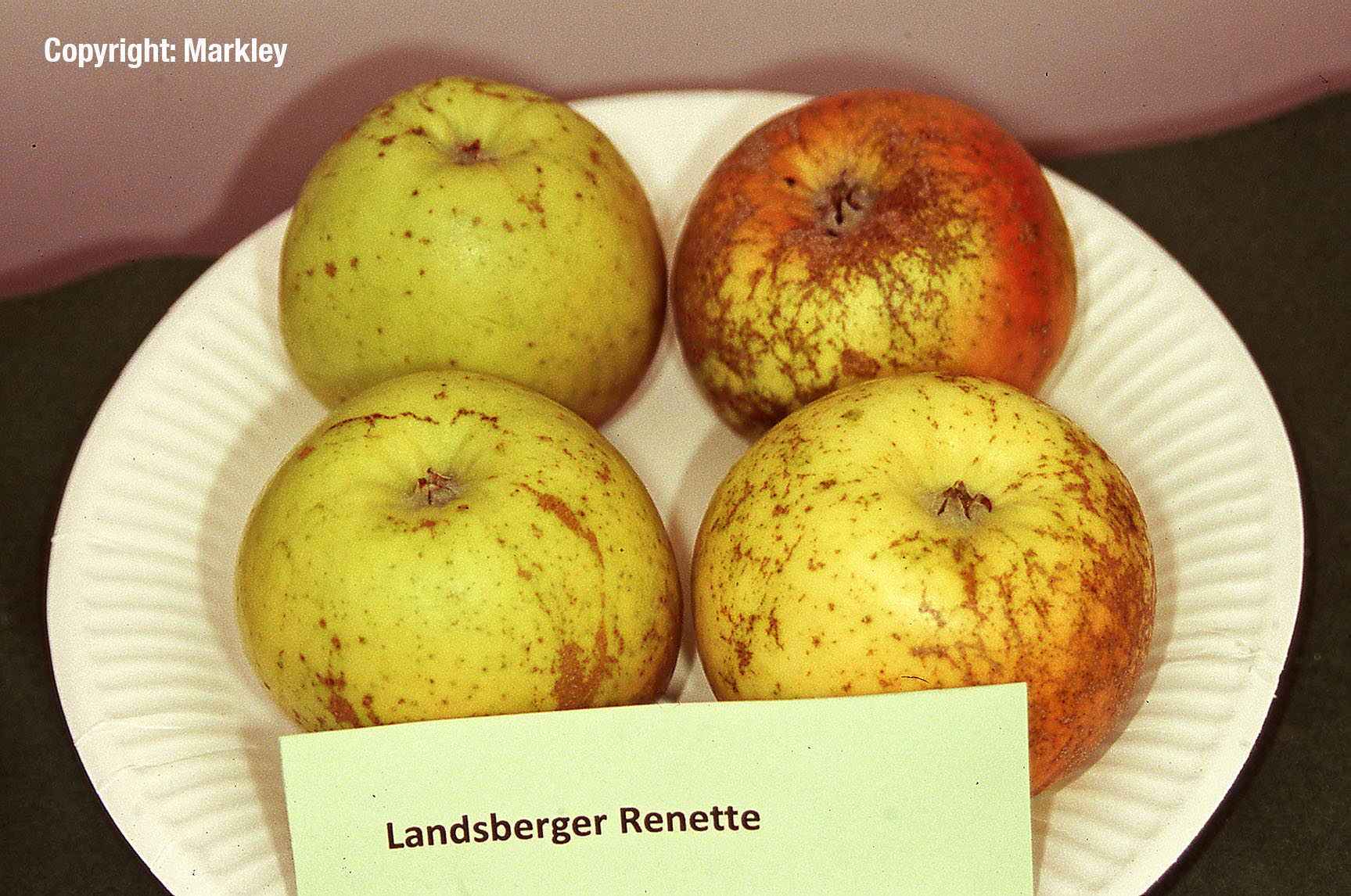 Apfel 'Landsberger Renette'
