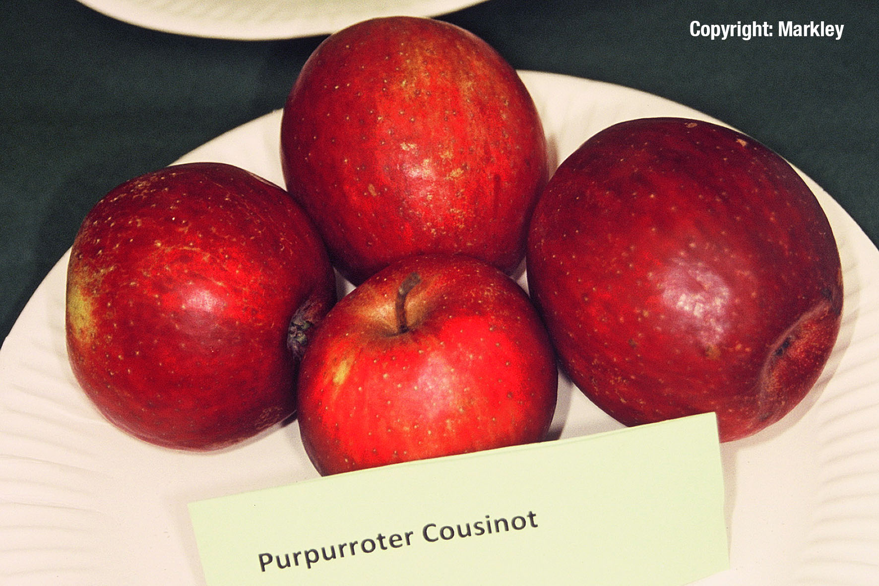 Apfel 'Purpurroter Cousinot'