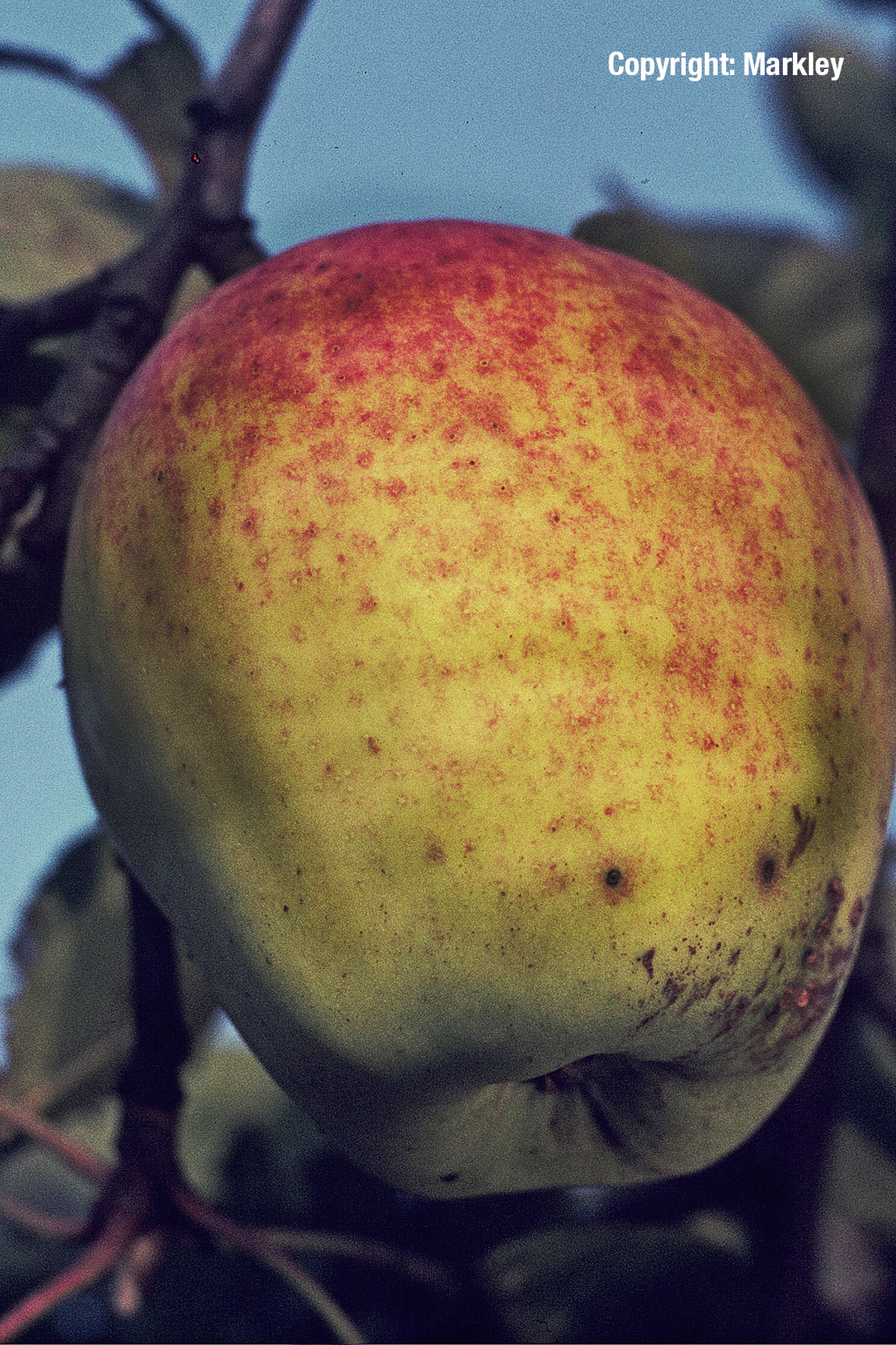 Apfel 'Weißer Winterglockenapfel'