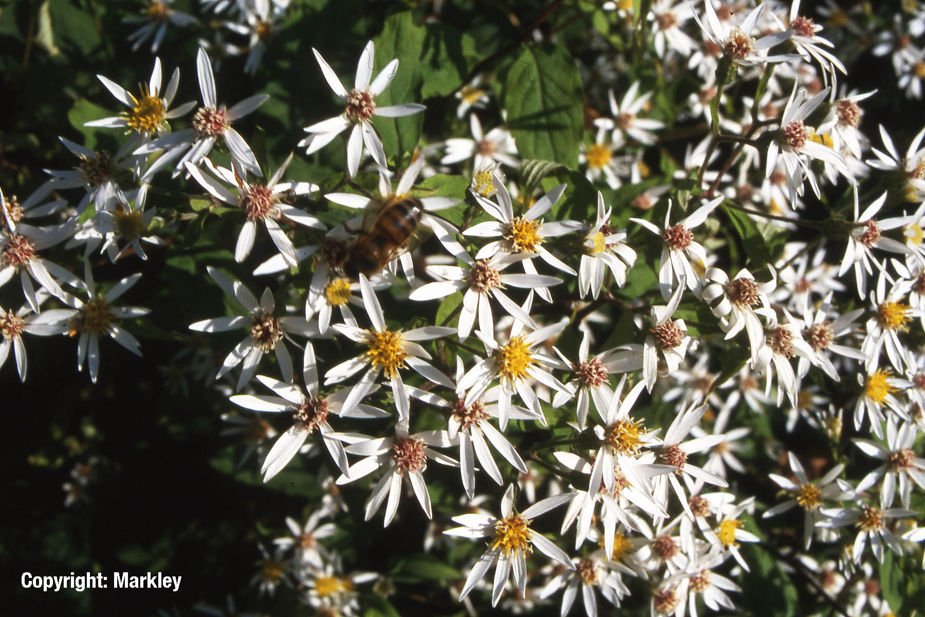 Wald-Aster