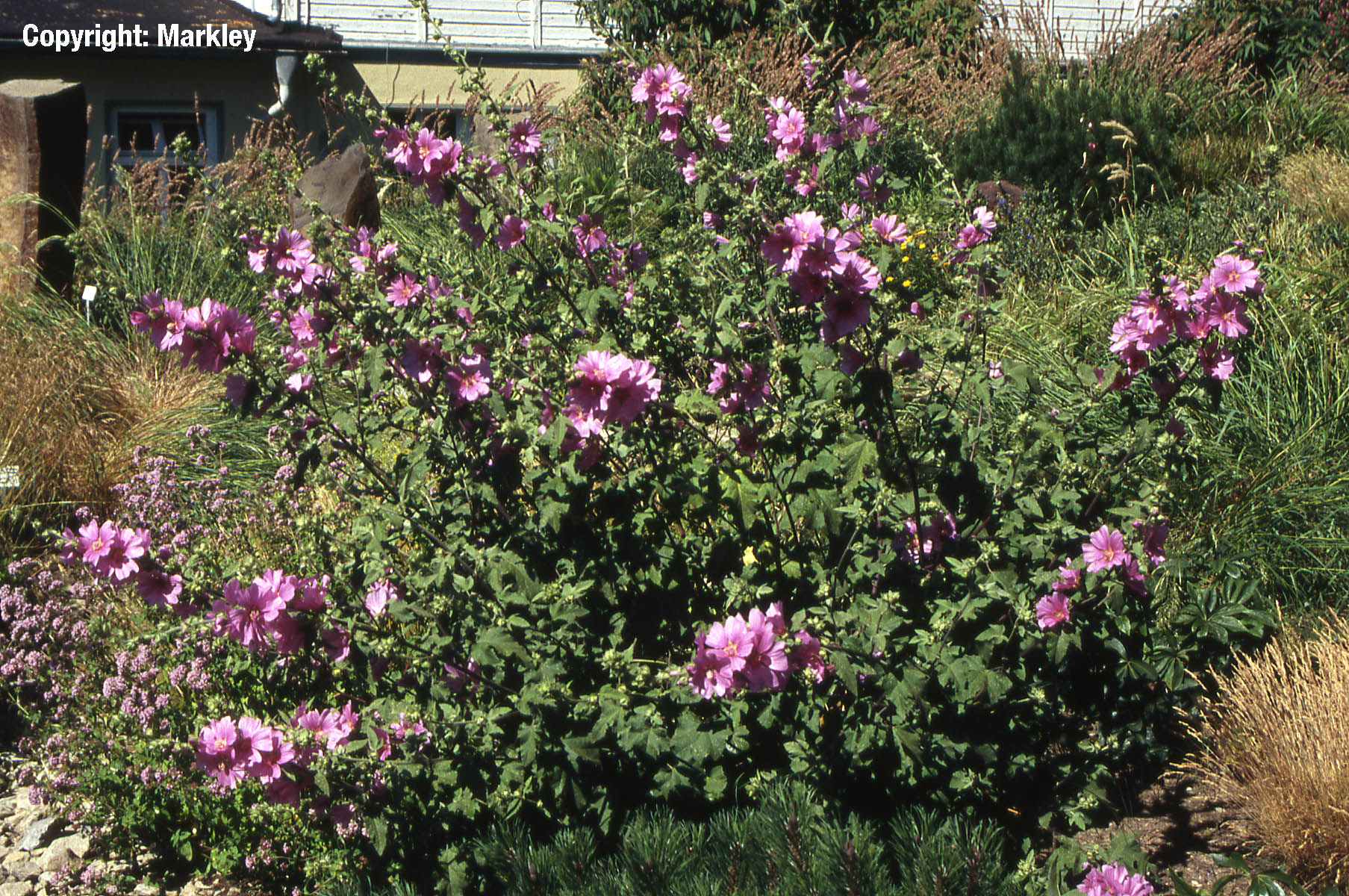 Buschmalve 'Kew Rose'