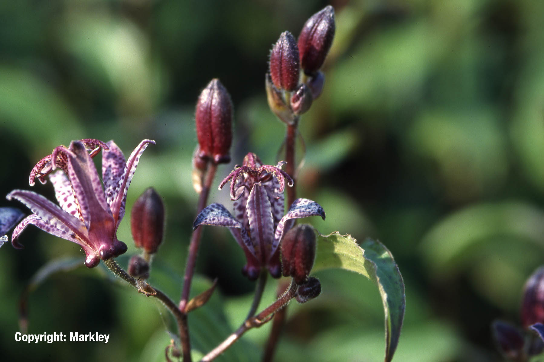 Formosa-Krötenlilie 'Purple Beauty'
