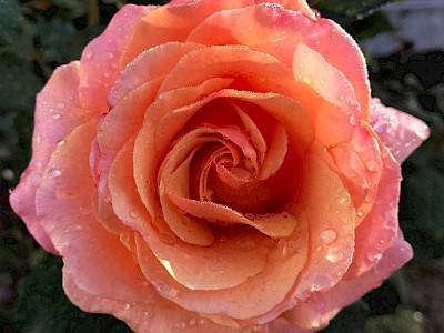Rosenblüte Nahaufnahme
