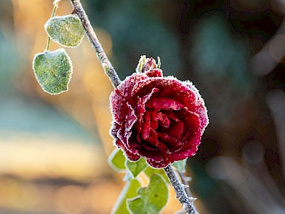 Nahnahme einer gefrorenen Rose