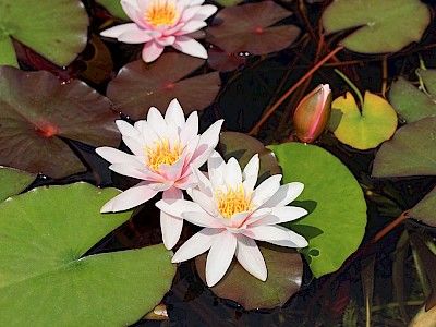 Weiße Blüten der Seerose auf Teich