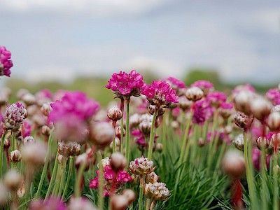 Grasnelken mit üppigen, rosafarbenen Blüten