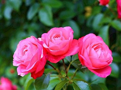 Pinke Rosen in Nahaufnahme